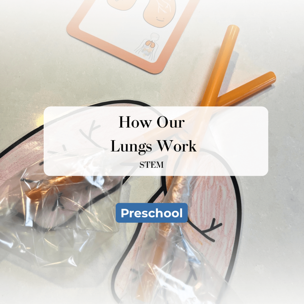 How Our Lungs&nbsp;Work